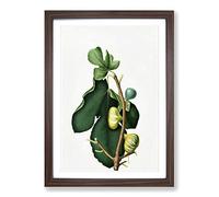 White-Peel Fig Tree by Giorgio Gallesio Framed Print | A2 Walnut Framed Wall Art | Ready to Hang | Modern Floral Picture | Living Room Bedroom Lounge Office