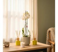 White Phalaenopsis 2 Stem Orchid Plant