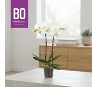 White Phalaenopsis Orchid - 12Cm Pot, 50Cm Height