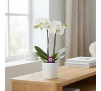 White Phalaenopsis Orchid - 12Cm Pot, 50Cm Tall