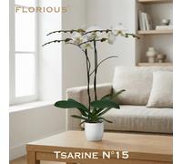 White Phalaenopsis Orchid - 15Cm Ceramic Pot