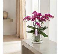 White Phalaenopsis Orchid - 15Cm Pot, 50Cm