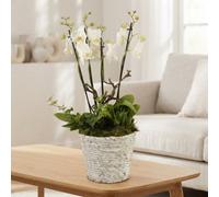 White Phalaenopsis Orchid - 19Cm Pot, 50Cm High