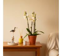 White Phalaenopsis Orchid Plant - 3 Stem Elegant Display With Pot - Luxe Leaf Plants Uk