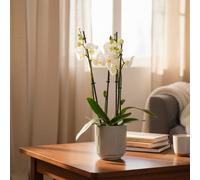 White Phalaenopsis Orchid Plant - Elegant 3 Stem Arrangement - Luxe Leaf Plants Uk