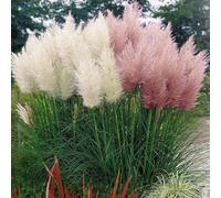 White & Pink Combo Cortaderia Selloana Pampas Grass W/Pot Pumila Tall Decorative