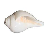 White Puja Blowing Shankh Conch Shell Hindu Religion Pooja Use 8.5 Inches