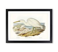 White Reef Herons by Elizabeth Gould Framed Print | A2 Black Framed Wall Art | Ready to Hang | Modern Animal Picture | Living Room Bedroom Lounge Office