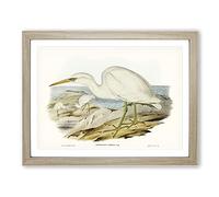 White Reef Herons By Elizabeth Gould Vintage Framed Print | A4 Oak Framed Wall Art | Ready to Hang | Classic Animal Picture | Living Room Bedroom Lounge Office