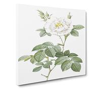 White Rose in Bloom by Pierre Joseph Redoute Canvas Print | Gallery Wrapped 30mm Frame Wall Art | 20x20 inches | Ready to Hang | Retro Floral Picture | Living Room Bedroom Lounge Office