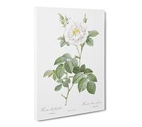 White Rose In Bloom By Pierre Joseph Redoute Canvas Print | Gallery Wrapped 30mm Frame Wall Art | 24x16 inches | Ready to Hang | Retro Floral Picture | Living Room Bedroom Lounge Office
