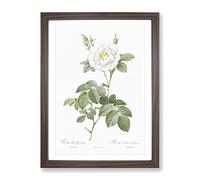 White Rose In Bloom By Pierre Joseph Redoute Vintage Framed Print | A2 Walnut Framed Wall Art | Ready to Hang | Classic Floral Picture | Living Room Bedroom Lounge Office
