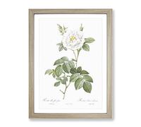White Rose In Bloom By Pierre Joseph Redoute Vintage Framed Print | A3 Oak Framed Wall Art | Ready to Hang | Classic Floral Picture | Living Room Bedroom Lounge Office