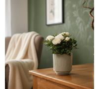 White Rose Plant - Premium Quality Live Roses - Luxe Leaf Plants Uk Garden & Home Decor