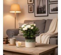 White Rose Plant With Pot - Elegant Indoor Flowering Gift By Luxe Leaf Plants On Uk