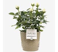 White Rose Plant With Pot - Real Indoor Houseplant for Office, Home, Bedroom, Kitchen & Living Room - Perfect for Clean Air