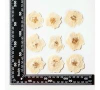 White Rose Pressed Dried Flowers for Resin Jewelry Making Material 3.5-5.5cm Dried Natural Home Decorations 12PCS/Pack