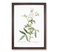 White Roses of York by Pierre-Joseph Redoute Framed Print | A2 Walnut Framed Wall Art | Ready to Hang | Modern Nature Picture | Living Room Bedroom Lounge Office