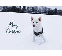 White Shiba Inu Dog in the Snow Pack of 5 Merry Christmas Greeting Cards 125mm x 178mm Including Envelopes GC481PCK5