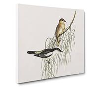 White shouldered Cuckoo shrike Bird by Elizabeth Gould Canvas Print | Gallery Wrapped 30mm Frame Wall Art | 14x14 inches | Ready to Hang | Retro Animals Picture | Living Room Bedroom Lounge Office