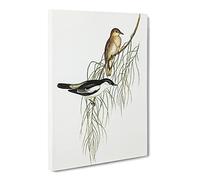 White Shouldered Cuckooshrike Bird By Elizabeth Gould Canvas Print | Gallery Wrapped 30mm Frame Wall Art | 30x20 inches | Ready to Hang | Retro Animals Picture | Living Room Bedroom Lounge Office