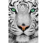 White Siberian Tiger