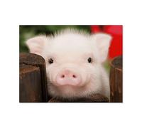 White Small Pig Animals，jigsaw puzzles for adults 1000 | puzzle | jigsaws 1000 pieces for adults（75x50cm）-D82