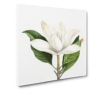 White Southern Magnolia Flower by Pierre Joseph Redoute Canvas Print | Gallery Wrapped 30mm Frame Wall Art | 14x14 inches | Ready to Hang | Retro Floral Picture | Living Room Bedroom Lounge Office