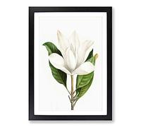 White Southern Magnolia Flower by Pierre-Joseph Redoute Framed Print | A2 Black Framed Wall Art | Ready to Hang | Modern Floral Picture | Living Room Bedroom Lounge Office