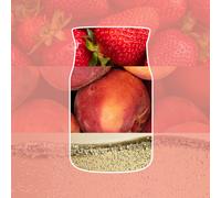 White Strawberry Bellini