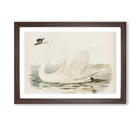 White Swan by Von Wright Framed Print | A2 Walnut Framed Wall Art | Ready to Hang | Modern Animal Picture | Living Room Bedroom Lounge Office