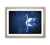 White Swan on a Lake No.1 Modern Framed Print | A3 Oak Framed Wall Art | Ready to Hang | Modern Animal Picture | Living Room Bedroom Lounge Office