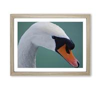 White Swan on a Lake No.3 Modern Framed Print | A3 Oak Framed Wall Art | Ready to Hang | Modern Animal Picture | Living Room Bedroom Lounge Office