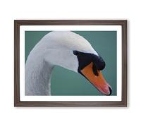 White Swan on a Lake No.3 Modern Framed Print | A3 Walnut Framed Wall Art | Ready to Hang | Modern Animal Picture | Living Room Bedroom Lounge Office
