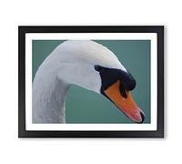 White Swan on a Lake No.3 Modern Framed Print | A4 Black Framed Wall Art | Ready to Hang | Modern Animal Picture | Living Room Bedroom Lounge Office