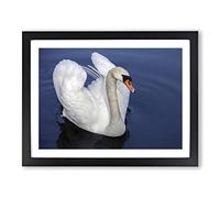 White Swan on a Lake No.6 Modern Framed Print | A2 Black Framed Wall Art | Ready to Hang | Modern Animal Picture | Living Room Bedroom Lounge Office
