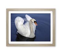 White Swan on a Lake No.6 Modern Framed Print | A2 Oak Framed Wall Art | Ready to Hang | Modern Animal Picture | Living Room Bedroom Lounge Office
