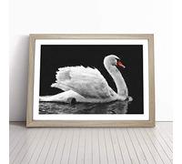 White Swan Swimming Framed Wall Art Picture Print - Canvas Painting - Modern Home Décor Poster - Ready to Hang for Living Room Bedroom Kitchen - Oak A4 (27 x 36 cm)