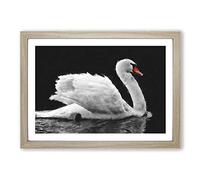 White Swan Swimming Painting Framed Print | A2 Oak Framed Wall Art | Ready to Hang | Modern Animal Picture | Living Room Bedroom Lounge Office
