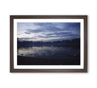 White Swans on a Lake (1) Framed Print | A2 Walnut Framed Wall Art | Ready to Hang | Modern Animal Picture | Living Room Bedroom Lounge Office