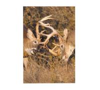 white tailed deer bucks Prints Wooden Jigsaw Puzzle 300-Piece in Plastic Box, 26x38 CM Eco-Friendly Educational Puzzle for Family Fun & Adult Relaxation