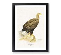White-Tailed Eagle by Von Wright Framed Print | A2 Black Framed Wall Art | Ready to Hang | Modern Animal Picture | Living Room Bedroom Lounge Office