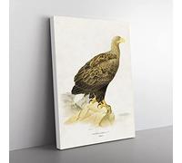 White Tailed Eagle By Von Wright Vintage Canvas Wall Art Print Ready to Hang, Framed Picture for Living Room Bedroom Home Office Décor, 50x35 cm (20x14 Inch)