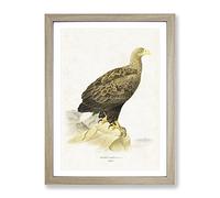 White Tailed Eagle By Von Wright Vintage Framed Print | A4 Oak Framed Wall Art | Ready to Hang | Classic Animal Picture | Living Room Bedroom Lounge Office