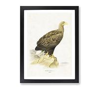 White Tailed Eagle By Von Wright Vintage Framed Wall Art Print, Ready to Hang Picture for Living Room Bedroom Home Office Décor, Black A4 (34 x 25 cm)