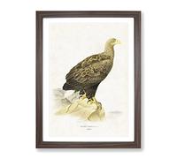 White Tailed Eagle By Von Wright Vintage Framed Wall Art Print, Ready to Hang Picture for Living Room Bedroom Home Office Décor, Walnut A2 (64 x 46 cm)
