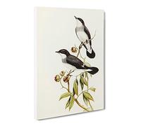 White Tailed Robin Birds By Elizabeth Gould Canvas Print | Gallery Wrapped 30mm Frame Wall Art | 30x20 inches | Ready to Hang | Retro Bird Picture | Living Room Bedroom Lounge Office