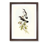 White-Tailed Robins by Elizabeth Gould Framed Print | A2 Walnut Framed Wall Art | Ready to Hang | Modern Animal Picture | Living Room Bedroom Lounge Office