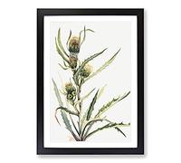 White Thistle by Mary Vaux Walcott Framed Print | A2 Black Framed Wall Art | Ready to Hang | Modern Nature Picture | Living Room Bedroom Lounge Office