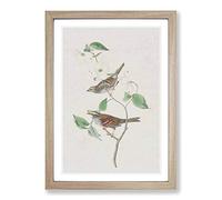 White-Throated Sparrow by John James Audubon Framed Print | A2 Oak Framed Wall Art | Ready to Hang | Modern Animal Picture | Living Room Bedroom Lounge Office